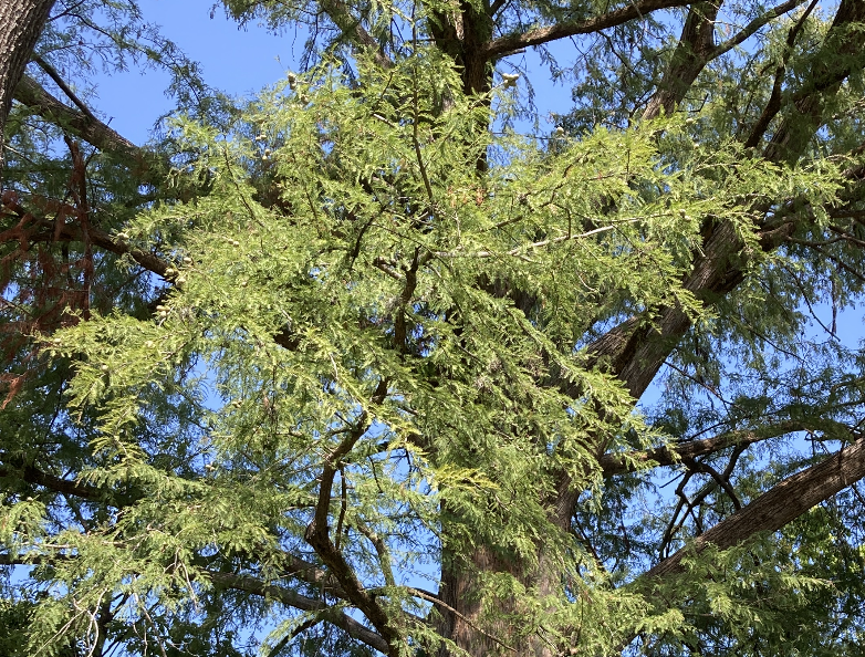A close-up of bald cypress
